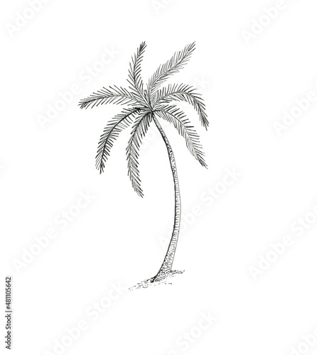 Hand painted with ink a palm tree on white background. Design element © ramiia