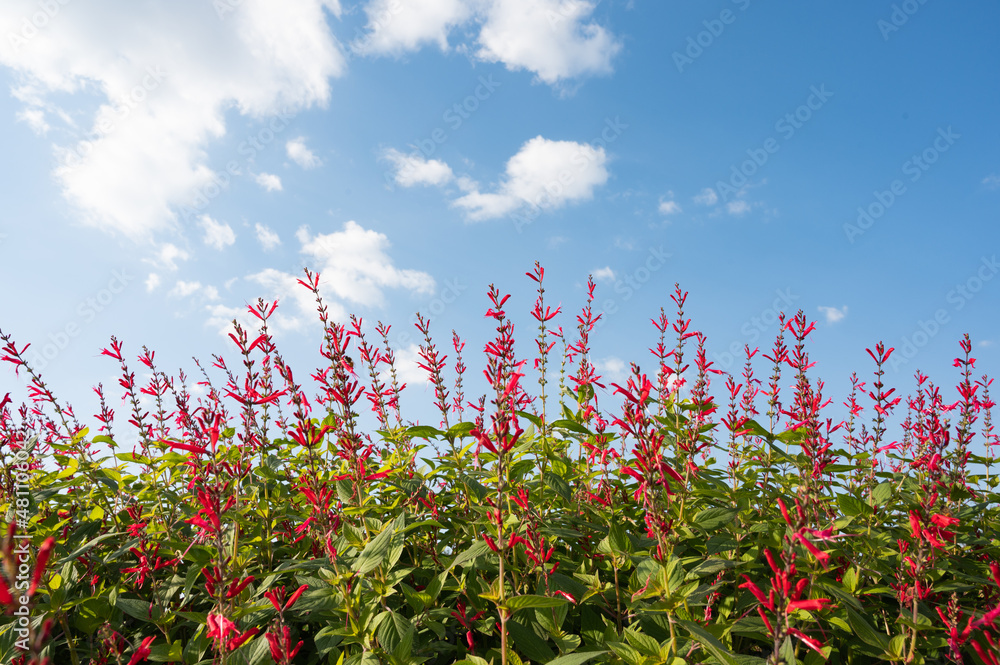 Cherry sage flowers and blue sky with clouds. Cherry sage flowers and blue sky with clouds.