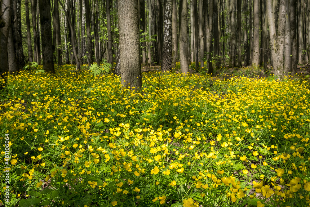 Spring forest with lots of yellow flowers in bright sunlight Spring forest with lots of yellow flowers in bright sunlight