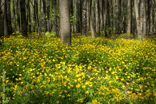 Spring forest with lots of yellow flowers in bright sunlight