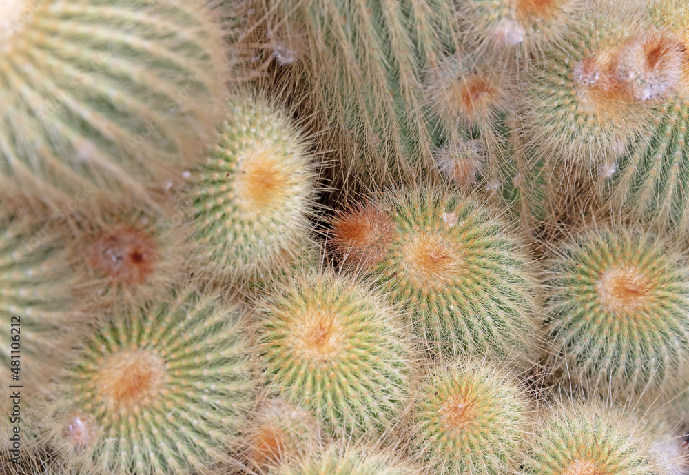 Parodia concinna cactus with prickly thorns as found in nature Parodia concinna cactus with prickly thorns as found in nature