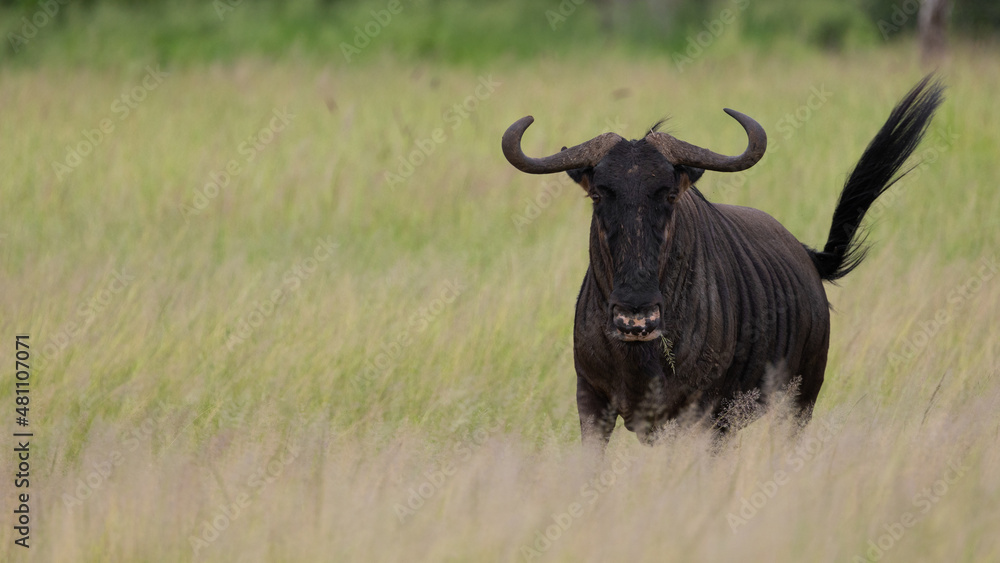 a Blue wildebeest bull in the wild