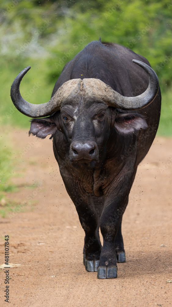 a portrait of a cape buffalo bull a portrait of a cape buffalo bull