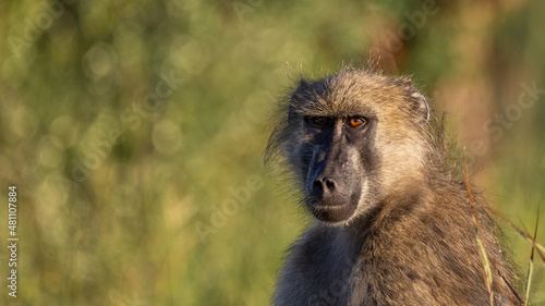 eye contact with a chacma baboon
