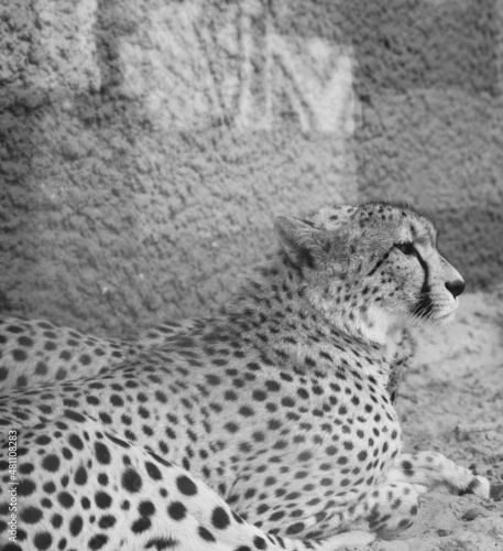 The cheetah lies on the ground. Black and white photography. Africa. African culture. Exotic animal. Portrait of a cheetah. photo