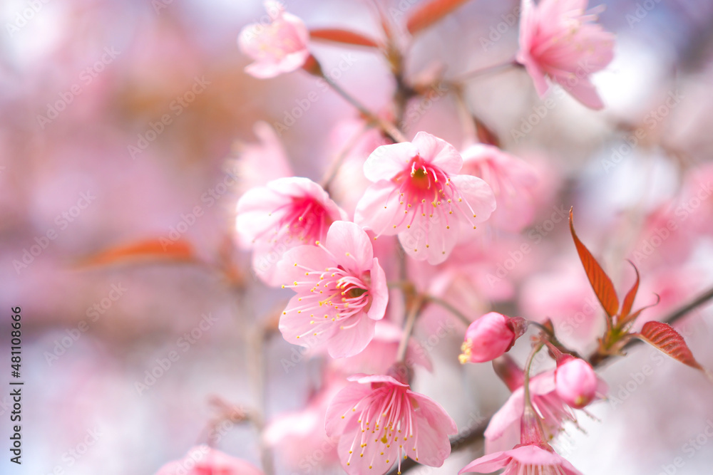 Wild Himalayan Cherry Blossoms in spring season, Prunus cerasoides, Pink Sakura Flower for background Wild Himalayan Cherry Blossoms in spring season, Prunus cerasoides, Pink Sakura Flower for background