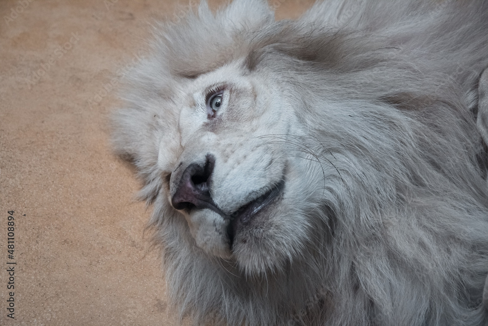The lion lies on the ground with open eyes. Close up of the muzzle. African animal. The lion lies on the ground with open eyes. Close up of the muzzle. African animal.