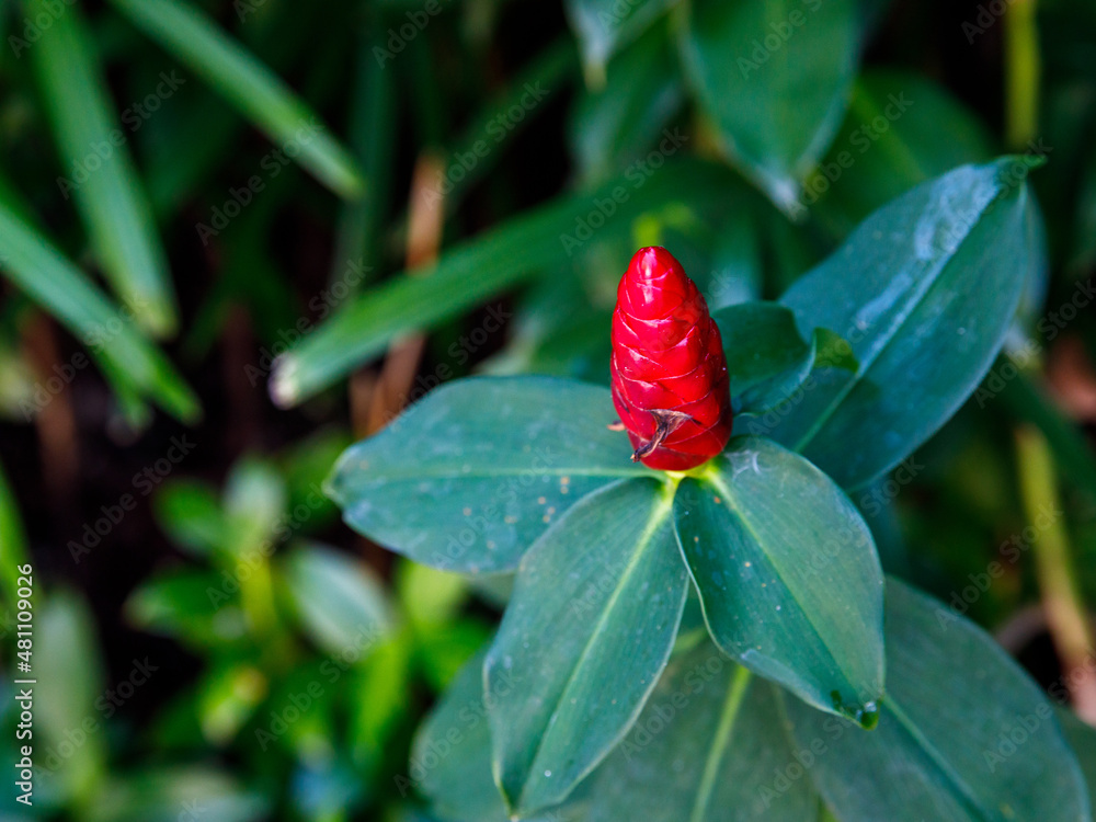 Close Up red Flower of Zingiber zerumbet or Shampoo Ginger with green leaf. Close Up red Flower of Zingiber zerumbet or Shampoo Ginger with green leaf.