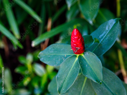 Close Up red Flower of Zingiber zerumbet or Shampoo Ginger with green leaf. photo