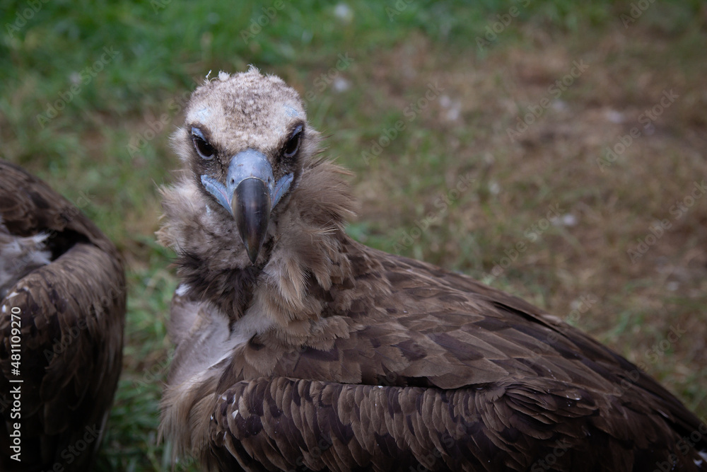 Griffon Vulture muzzle, close up. Gyps fulvus. Big bird on a background of green grass. Portrait. Wildlife, Africa. B W Griffon Vulture muzzle, close up. Gyps fulvus. Big bird on a background of green grass. Portrait. Wildlife, Africa. B W