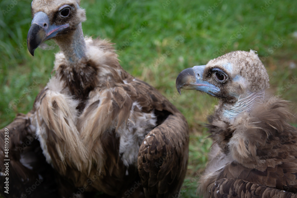 Two Griffon Vultures. Gyps fulvus. Big bird on a background of green grass. Portrait. Wildlife, Africa. Two Griffon Vultures. Gyps fulvus. Big bird on a background of green grass. Portrait. Wildlife, Africa.