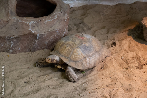 Centrochelus sulcata crawling on the sandю African spurres tortoise