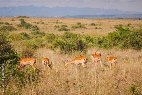 A herd of impala antelopes grazing in the wild at Nairobi National Park  Kenya