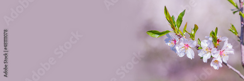 Fotografiet close up blooming almond tree branch on spring banner with copy space