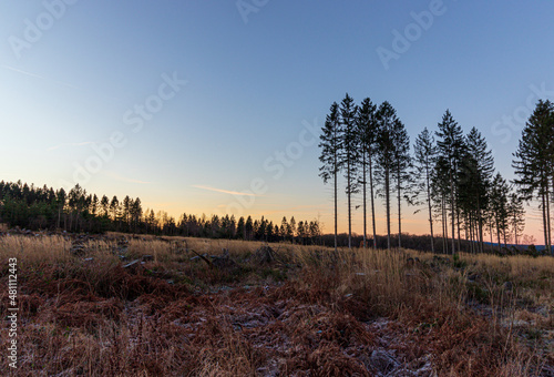 Sunrise in the Schevenhütte forest, Germany photo