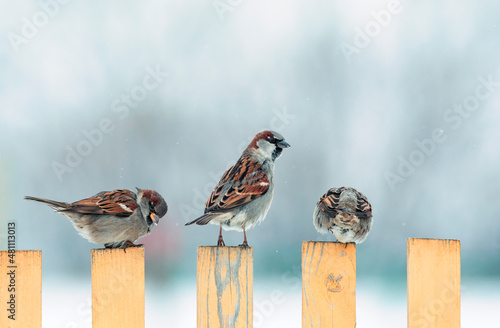 three small birds sparrows sit on a wooden fence in a winter garden in the vi...