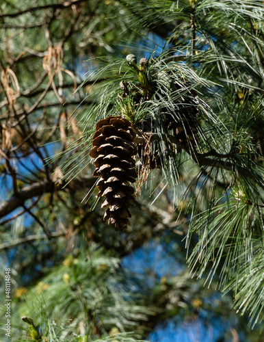 Cones on Himalayan pine are also known as Griffith pine  Pinus Griffithii McClell  orWallich pine  Pinus Wallichiana . It is sometimes mistakenly called Bhutanese or Wallich pine. Selective focus.