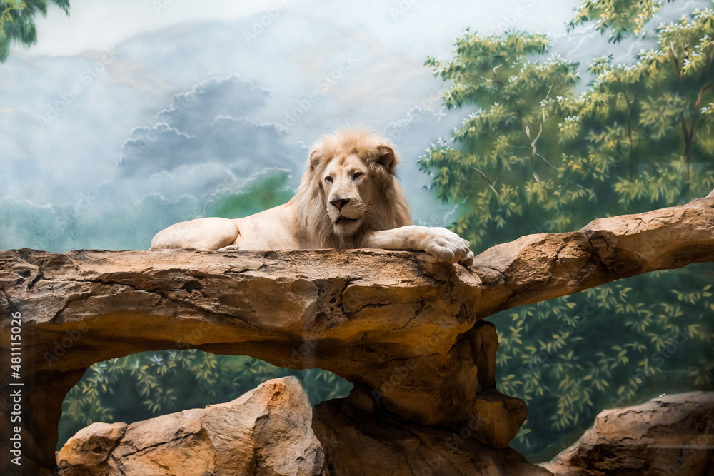 Naklejka premium The lion sits on a stone, against the background of the sky. King of beasts