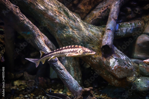 Sturgeon floats in water, sturgeon caviar, sturgeon fish in habitat