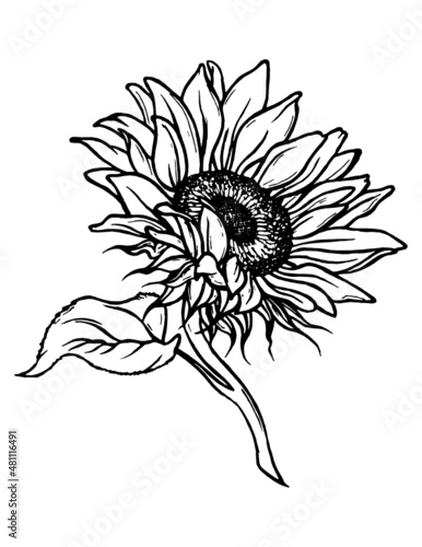 Sketch of sunflower. Hand drawn outline. Sunflower hand drawn vector collection. Black and white clipart. Hand-drawn vector