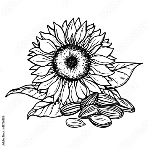 Sketch of sunflower and seeds. Hand drawn outline. Sunflower and seeds hand drawn vector collection. Black and white clipart. Hand-drawn vector. Set of Graphic sunflower and sunflower seeds.