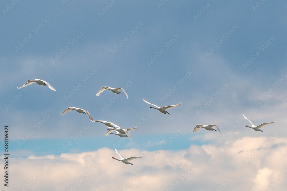 Fototapeta premium Schwäne fliegen in einer Formation über die Ostsee bei Fehmarn