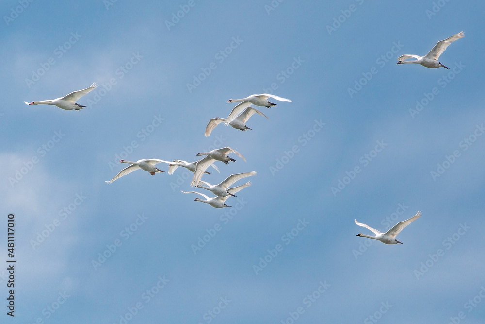 Obraz premium Schwäne fliegen in einer Formation über die Ostsee bei Fehmarn