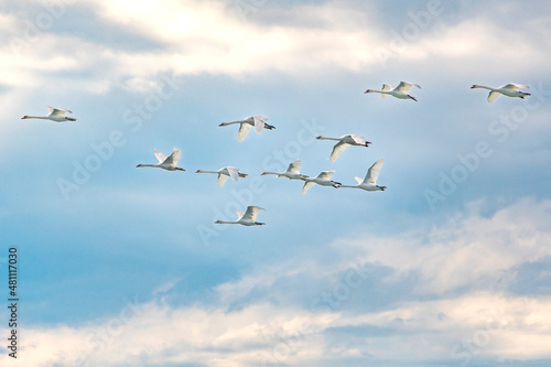 Schwäne fliegen in einer Formation über die Ostsee bei Fehmarn