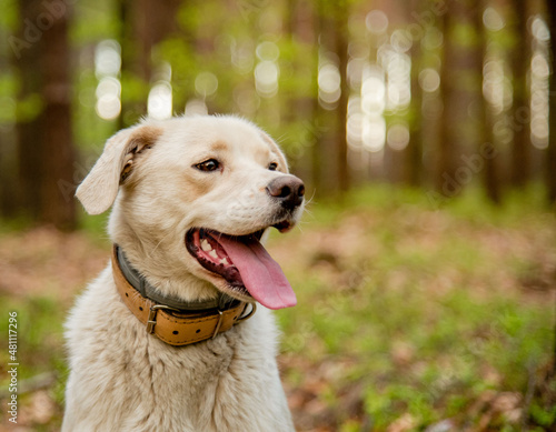 Foto Dog wearing two types of collar, flea and tick repel treatment and leather collar