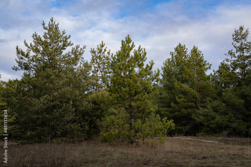 Cloudy winter day in a pine forest Cloudy winter day in a pine forest