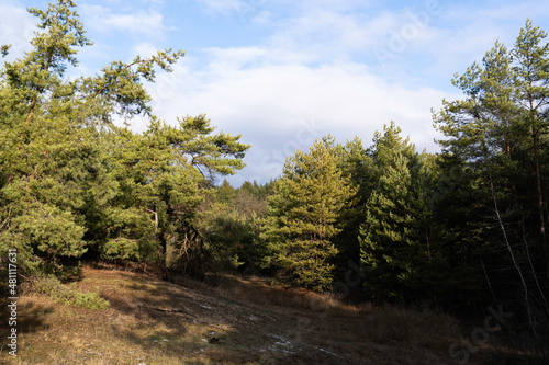 Pine forest on a winter sunny day