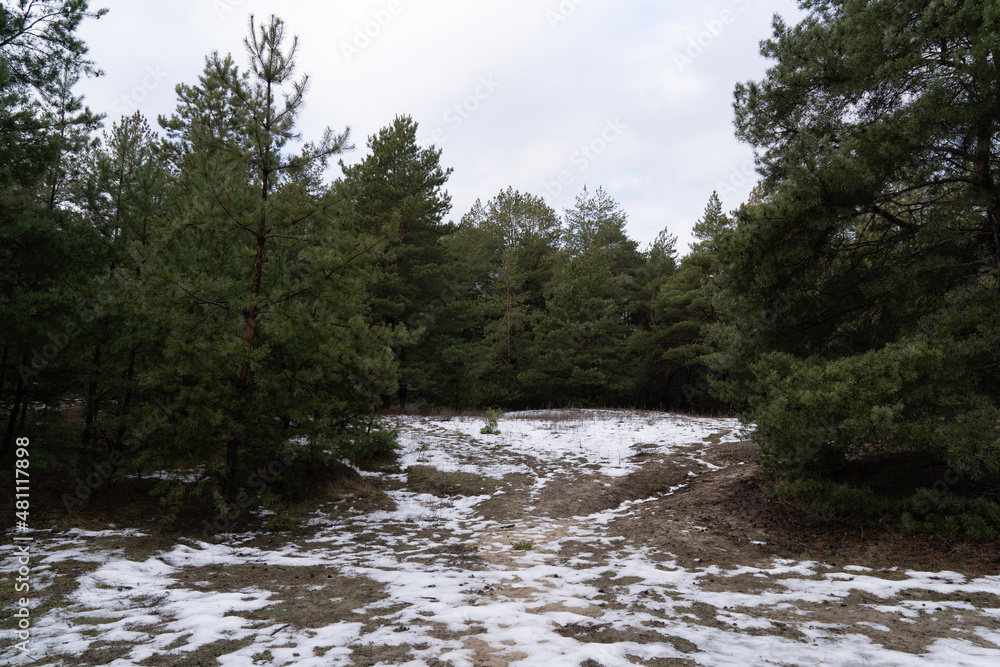 Snow among the pines in the forest Snow among the pines in the forest