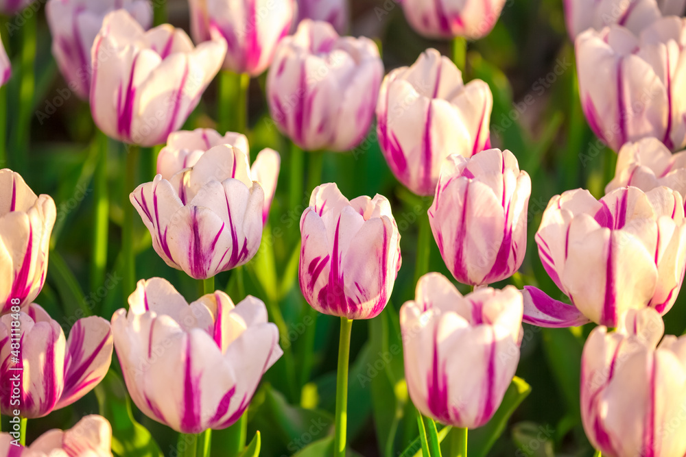 Fototapeta premium Blooming tulips in Holland. Field of white - pink tulips close-up as a concept of the holiday and spring. Pink and red tulips at the Holland Flower Festival.