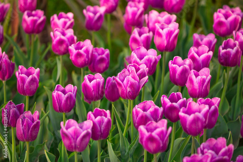 Blooming Tulips. Spring floral background. Field of bright beautiful tulips close-up. Pink and purple tulips at a flower festival in Holland. long banner