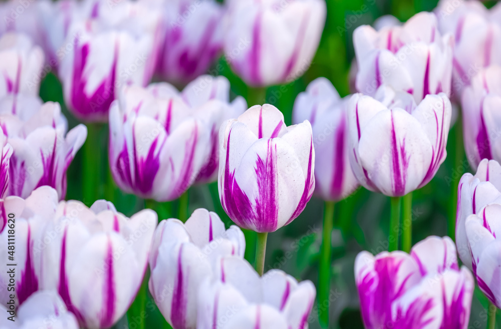 Fototapeta premium Blooming tulips in Holland. Field of white - pink tulips close-up as a concept of the holiday and spring. Pink and red tulips at the Holland Flower Festival.