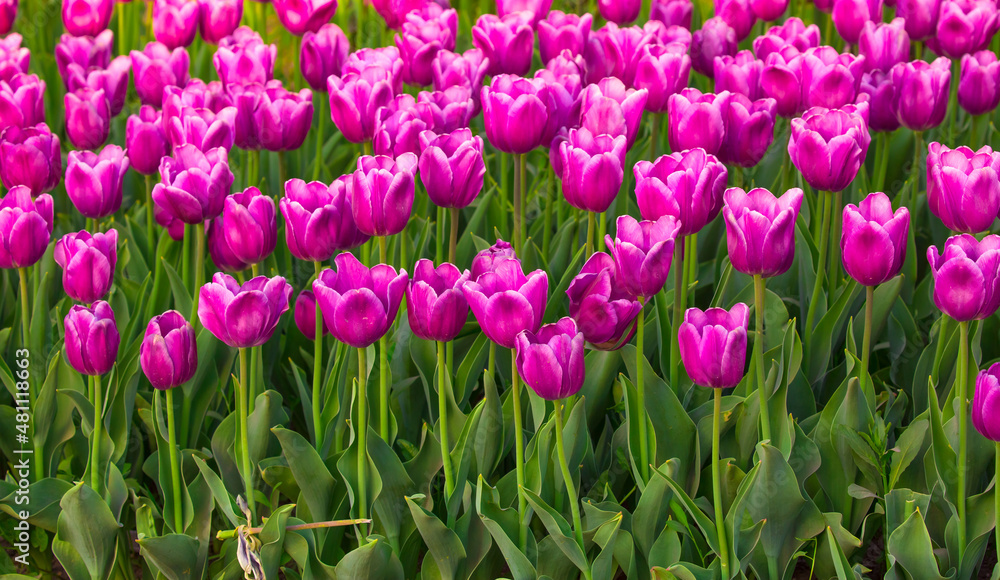 Obraz premium Blooming Tulips. Spring floral background. Field of bright beautiful tulips close-up. Pink and purple tulips at a flower festival in Holland. long banner