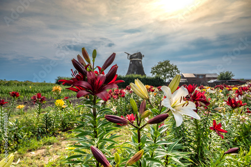 Feld mit Lilien an der alten Mühle in Petersdorf auf Fehmarn