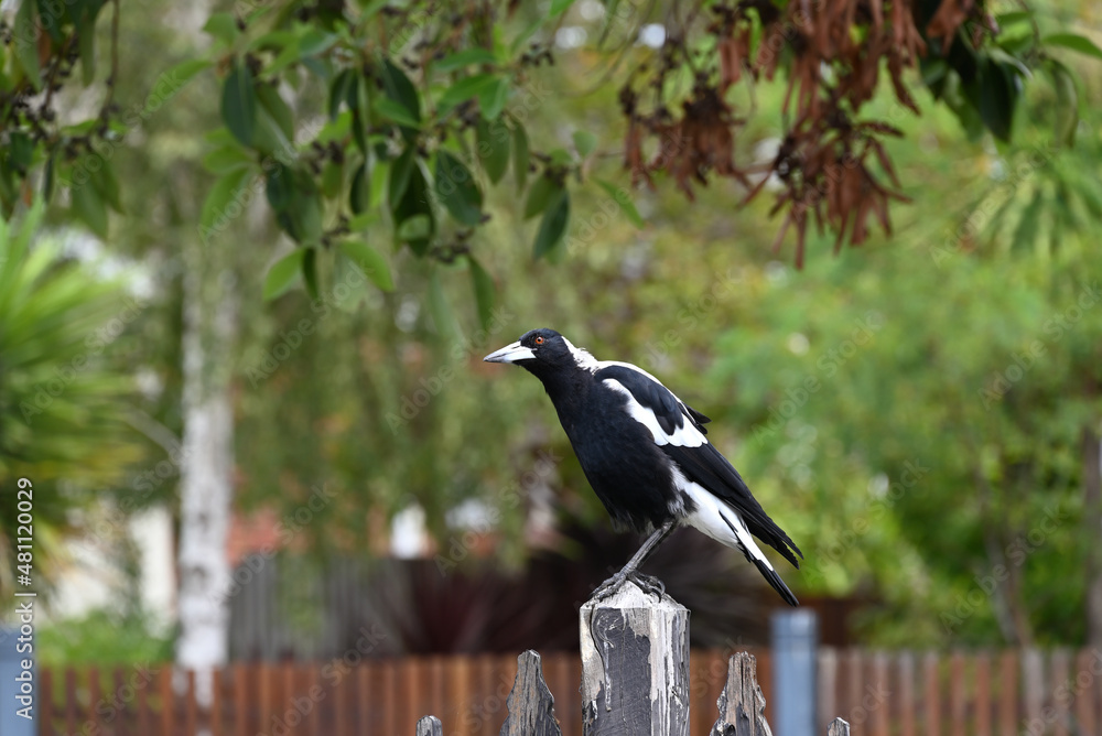 Obraz premium Curious Australian magpie tilting its head while atop a wooden fence post, the bird's orange eye shinning in the sun, with foliage in the background