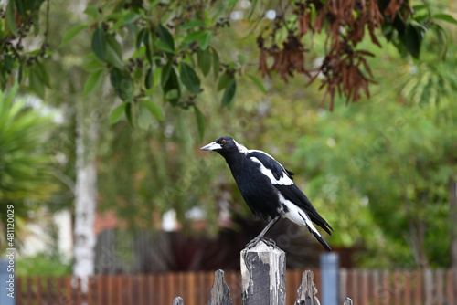 Curious Australian magpie tilting its head while atop a wooden fence post  the bird s orange eye shinning in the sun  with foliage in the background
