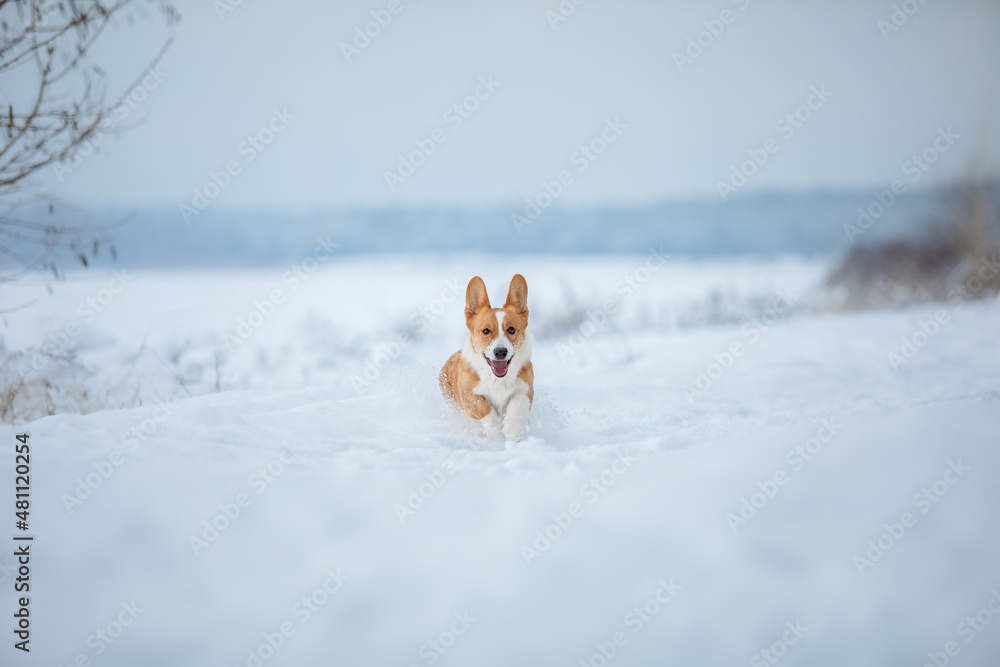 Corgi dog running fast in the snow. Dog in winter. Dog action photo