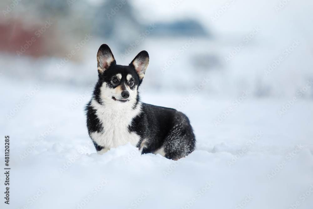 Corgi dog sitting in the snow. Dog in winter. Red Dog portrait in nature.
