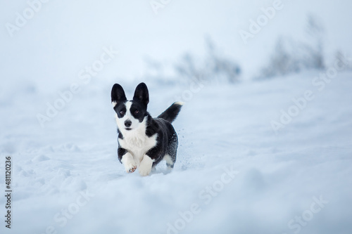 Corgi dog running fast in the snow. Dog in winter. Dog action photo © OlgaOvcharenko