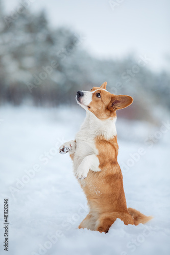 Dog raises paws up. Corgi dog in the snow. Dog sitting in winter. © OlgaOvcharenko