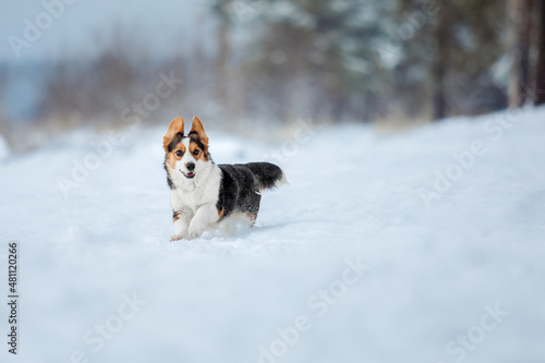 Fototapeta Naklejka Na Ścianę i Meble -  Corgi dog running fast in the snow. Dog in winter. Dog action photo