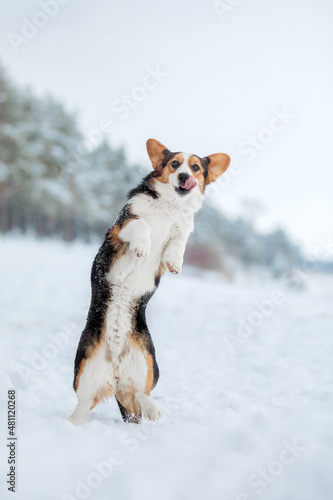 Dog raises paws up. Corgi dog in the snow. Dog sitting in winter.