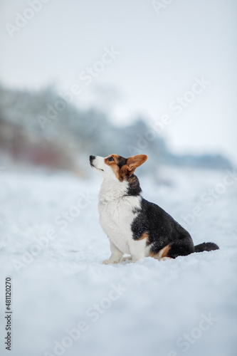Fototapeta Naklejka Na Ścianę i Meble -  Corgi dog sitting in the snow. Dog in winter. Red Dog portrait in nature.