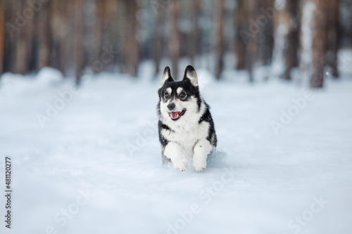 Fototapeta Naklejka Na Ścianę i Meble -  Corgi dog running fast in the snow. Dog in winter. Dog action photo