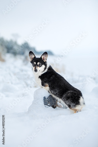 Corgi dog sitting in the snow. Dog in winter. Red Dog portrait in nature.