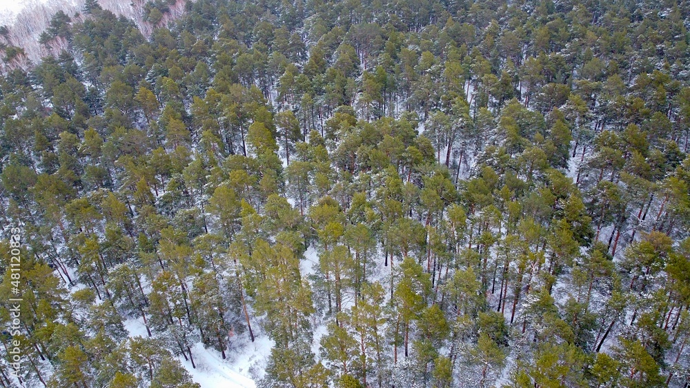 Coniferous forest in winter in cloudy weather, top view. Coniferous forest in winter in cloudy weather, top view.