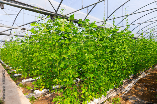 Green beans grow on branches in farm greenhouse